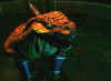 riptor-ki1-face.jpg (6497 bytes)